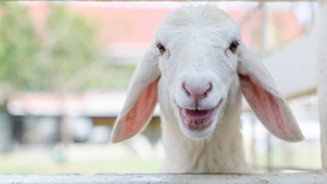 kambing Foto: Shutterstock