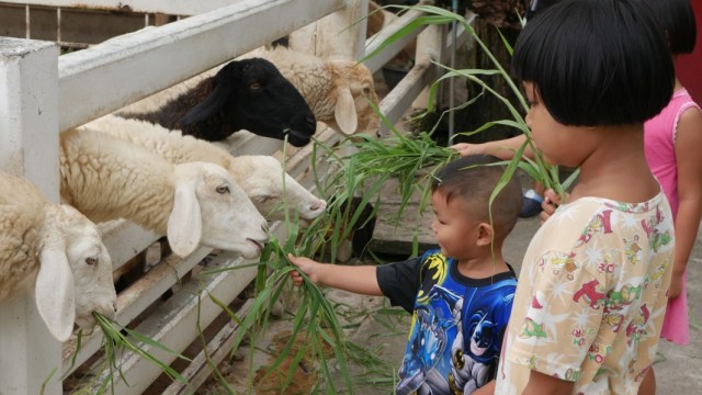 Anak ikut lihat pemotongan hewan kurban. Foto: Shutterstock