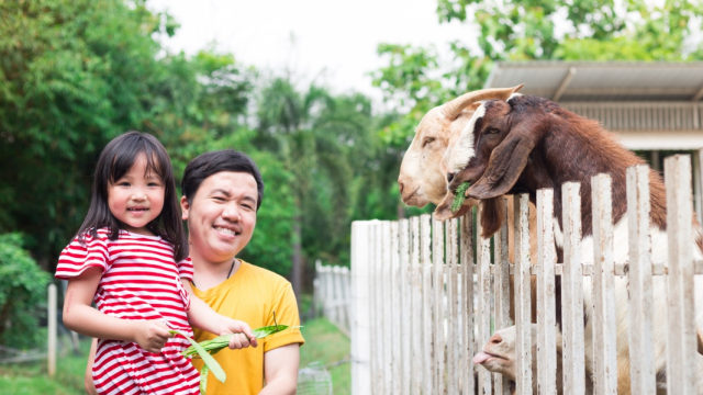 Kurban Atas Nama Anak saat Idul Adha Foto: Shutterstock