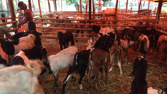 Kambing kurban yang dijual di kawasan Cipete, Jakarta Selatan, Jumat (9/8). Foto: Abdul Latif/kumparan