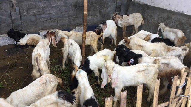 Kambing kurban. Foto: Rafyq panjaitan/kumparan