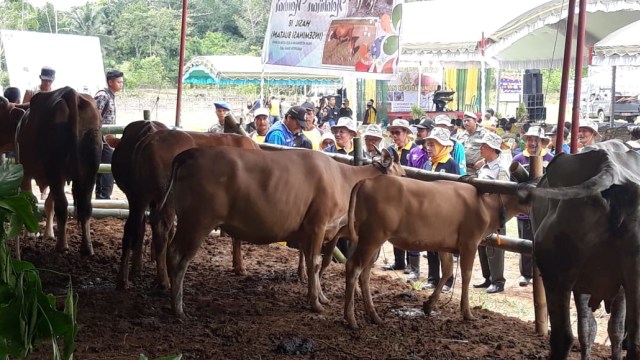 Ilustrasi sapi milik peternak. Foto: dok banjarhits.id
