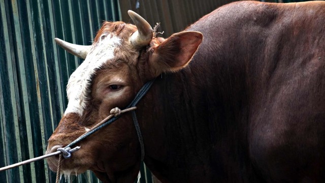 Sapi kurban milik Presiden Joko Widodo di Masjid Istiqlal, Jakarta. Foto: Iqbal Firdaus/kumparan
