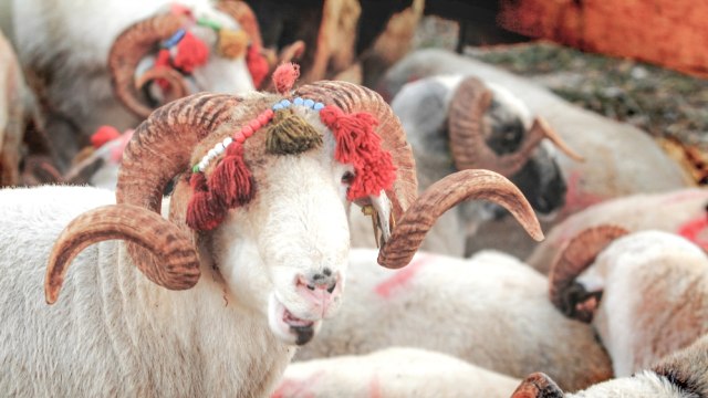 Hewan kurban untuk Idul Adha di Turki didandani sebelum disembelih Foto: Shutter Stock