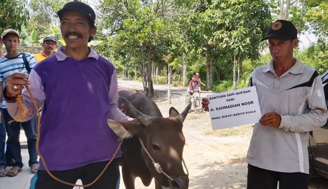 Sapi kurban bantuan dari Wakil Bupati Barito Kuala (Batola) H Rahmadian Noor ketika Idul Adha 1440 Hijriah, Minggu 11 Agustus 2019. Foto: Humpro Batola