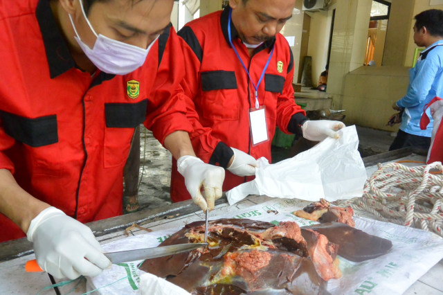 Tim Dinas Ketahanan Pangan, Perikanan, dan Pertanian (DKP3) Banjarmasin memeriksa organ tubuh sapi pemberian Presiden Joko Widodo. Foto: M Syahbani/banjarhits.id
