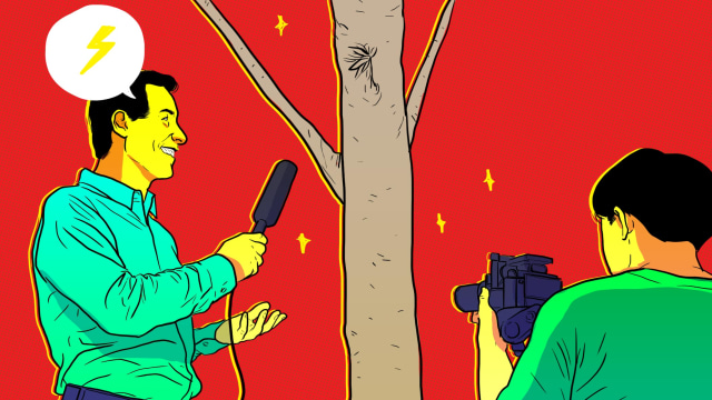 Ilustrasi investigasi pohon sengon. Foto: Dok. kumparan