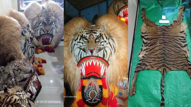 Bagian-bagian tubuh satwa liar dilindungi yang disita dari sebuah toko kerajian reog di Jawa Timur. Foto: Dok. WCS-IP
