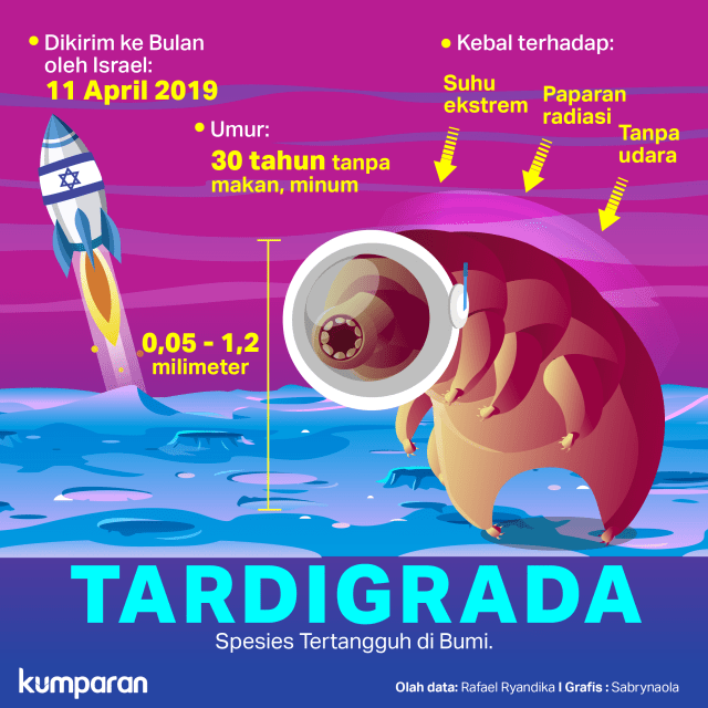 Tardigrada spesies tertangguh di bumi Foto: Sabryna Putri Muviola/ kumparan.