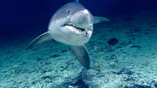 Hiu macan. Foto: NOAA Ocean Exploration & Research/Flickr