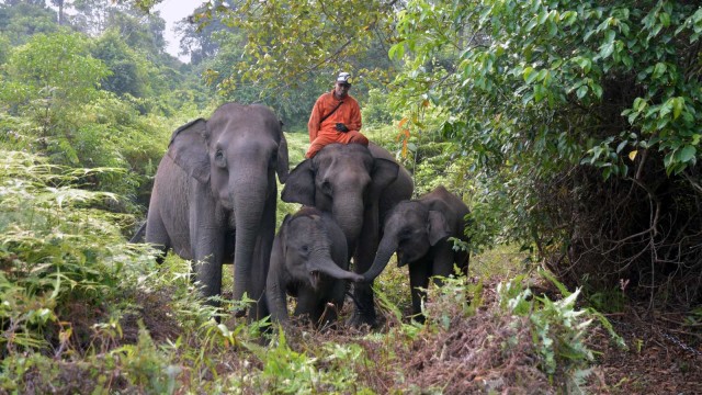 Sejumlah Gajah Sumatera jinak binaan dari Tim Flying Squad berjalan di dalam hutan di Taman Nasional Tesso Nilo, Provinsi Riau. Foto: ANTARA FOTO/FB Anggoro