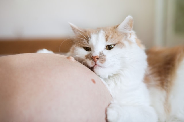 Mitos dan Fakta Hubungan Kucing dengan Ibu Hamil dan Bayi, Ada yang Dipercaya? Foto: Shutter Stock