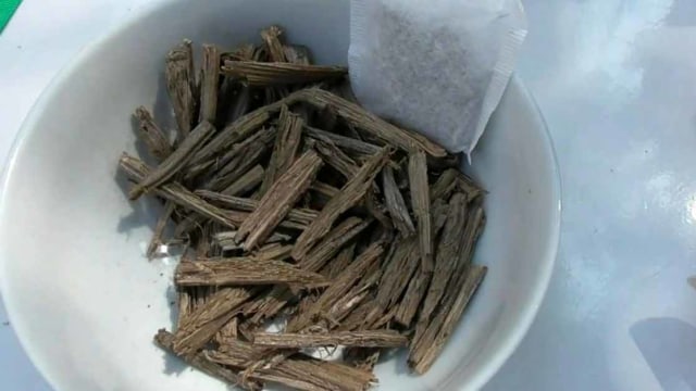 Tanaman bajakah yang diklaim sebagai obat kanker. Foto: Dok. Istimewa