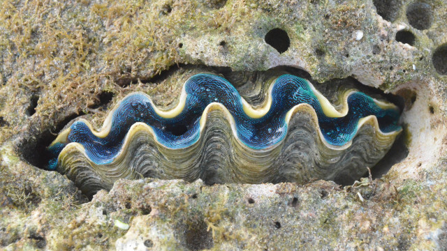 Kima sp. merupakan kerang raksasa yang tinggal di perairan Indo-Pasifik. Foto: FaisalZuhri/Wikimedia Commons