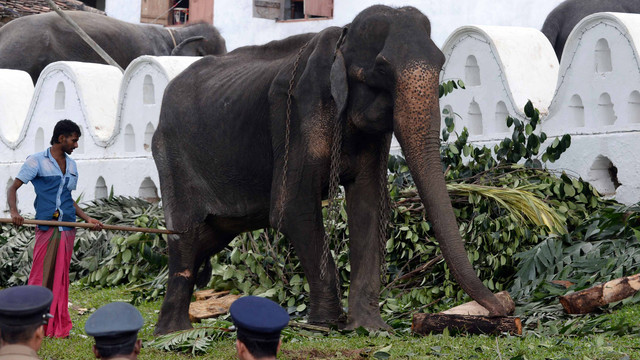 Gajah Sri Lanka Tikiri, berdiri di Kuil Gigi di pusat kota Kandy, yang akan dibawa untuk festival tahunan Buddha. Foto: AFP/LAKRUWAN WANNIARACHCHI
