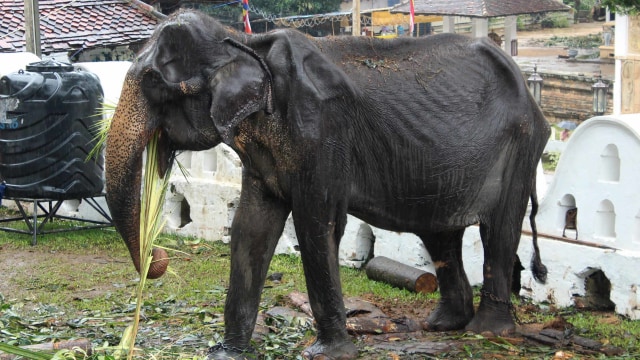 Gajah Sri Lanka Tikiri,  berdiri di Kuil Gigi di pusat kota Kandy, yang akan dibawa untuk festival  tahunan Buddha. Foto: AFP/LAKRUWAN WANNIARACHCHI