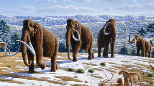 Ilustrasi gajah Mammoth. Foto: Mauricio Antón/Wikimedia Commons