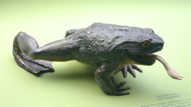 Foto: commons.wikimedia.org