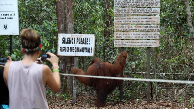 Para pengunjung menyaksikan pemberian makan orang utan di Camp Leakey Foto: Fitra Andrianto/kumparan