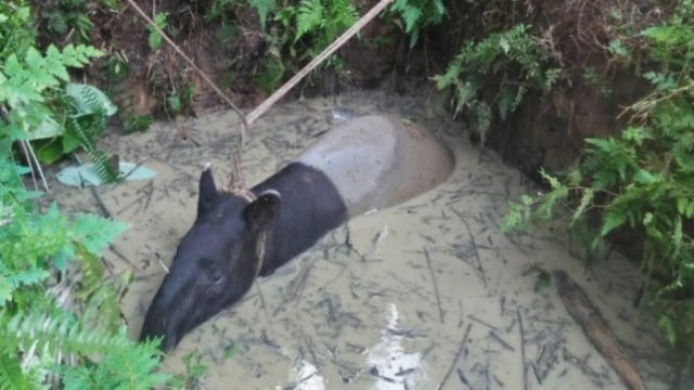 Seekor Tapir Terjebak Dalam Kubangan Lumpur di Asahan