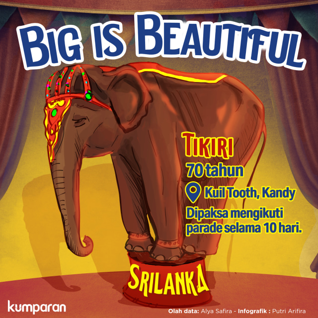 Konten Krispi, Gajah Srilangka Tikiri. Foto: Putri Arafira/ kumparan.