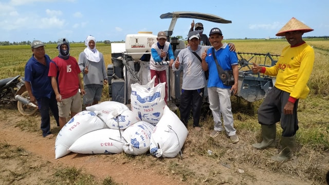Petani Desa Rias menggunakan mesin Combine Harvester saat memanen padi mereka dan tak lagi dilakukan secara manual atau tradisional. (Tim Babelhits)
