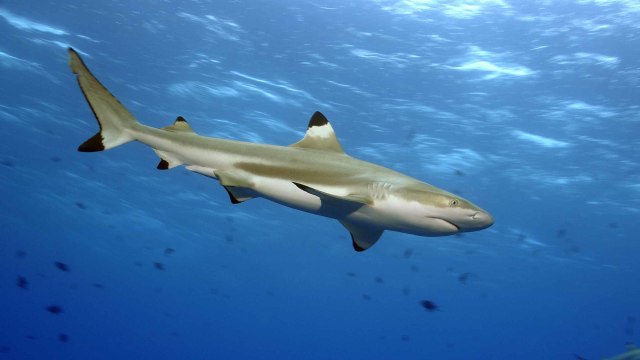 Ilustrasi Hiu Blacktip. Foto: Shutter Stock