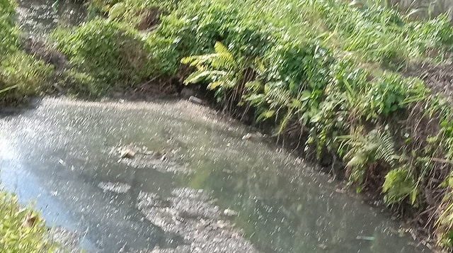 Limbah pabrik Minuman Keras di Desa Pineleng Dua, Kecamatan Pineleng, Kabupaten Minahasa, Sulawesi Utara (foto: marcelino)