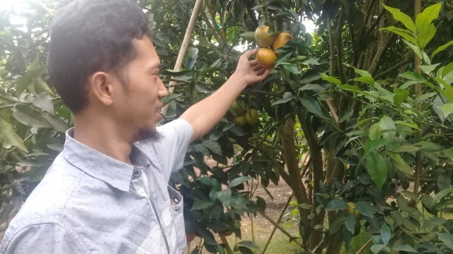 Kebun jeruk gerga di Kerinci, Jambi. Foto: suwandi