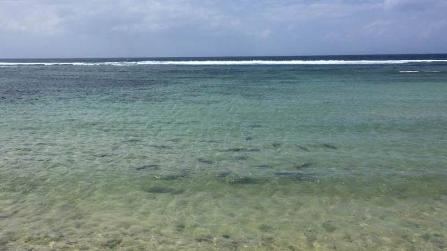 Hiu jenis blacktip di Pantai Nusa Dua-Bali. Foto: Denita br Matondang/kumparan.