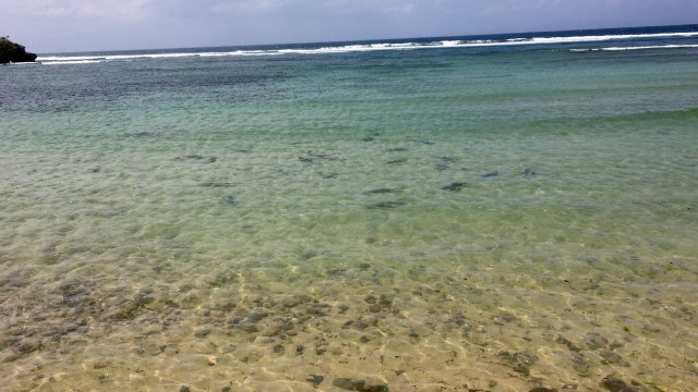 Hiu jenis blacktip di Pantai Nusa Dua-Bali. Foto: Denita br Matondang/kumparan.