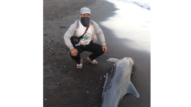 Paus Pilot Mati Terdampar di Pantai Penimbangan, Buleleng
