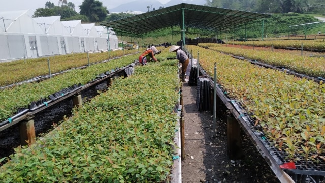 Tanaman Eucalyptus Tidak Berbahaya bagi Tanaman Endemik Lainnya