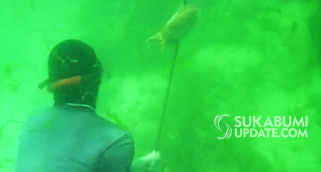 Menangkap ikan dengan menyelam atau snorkeling dengan menggunakan panak di perairan Ujunggenteng, Kabupaten Sukabumi yang dilakukan komunitas Jamparing.  | Sumber Foto:Ragil Gilang