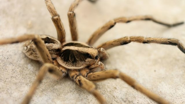 Ilustrasi laba-laba. Foto: National Park Service/nps.gov