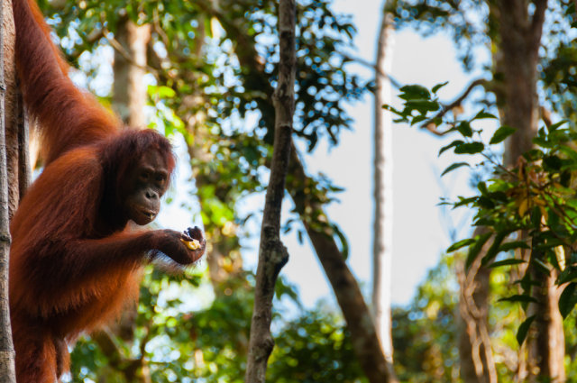Orang Utan di Taman Nasional Tanjung Puting Foto: Shutter Stock