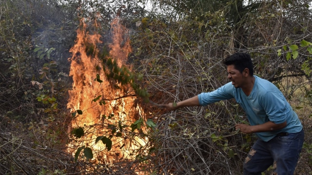 Relawan memadamkan api di hutan Amazon sekitar Robore, Bolivia timur menggunakan ranting. Foto: AFP/AIZAR RALDES