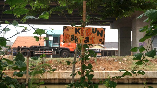 Suasana kebun rakyat di kolong Tol Becakayu, di kawasan Cipinang Indah, Jalan Raya Kalimalang, Jakarta Timur. Foto: Iqbal Firdaus/kumparan