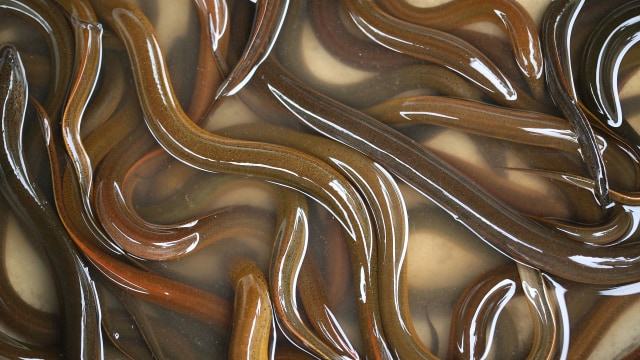 Ilustrasi belut. Foto: shutterstock