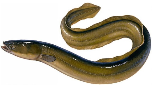 Ilustrasi Ikan Sidat. Foto: Dok. istimewa