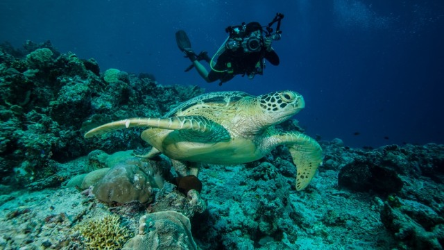 Seorang penyelam berenang bersama penyu di Kepulauan Derawan Foto: Shutter Stock