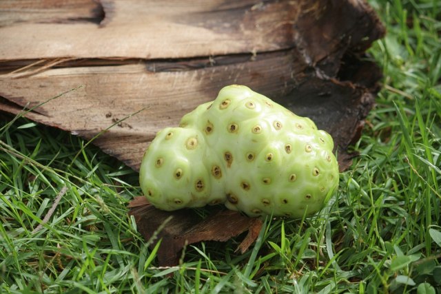 mengkudu Foto: dok.pixabay