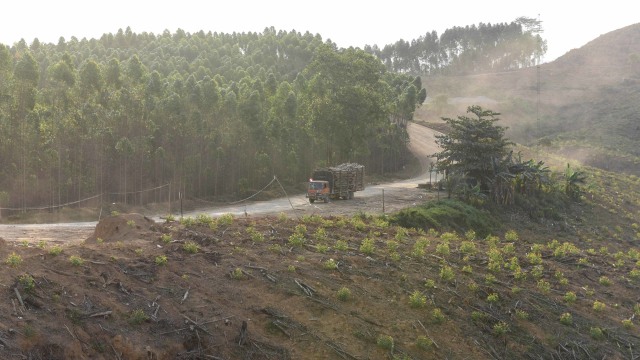 Lahan Hutan Tanaman Industri (HTI) milik ITCI Hutani Manunggal di Penajam Paser Utara, Kalimantan Timur. Foto: ANTARA FOTO/Akbar Nugroho Gumay