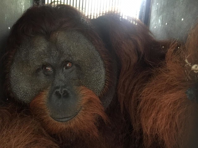 Orangutan jantan dewasa berbobot 90 kilogram yang dilepasliarkan di SM Lamandau. (Foto: BKSDA Kalteng)