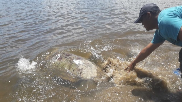 Proses pelepasan Penyu Sisik  di Perairan Pantai Desa Tapian Nauli I. Foto: Dok. Istimewa