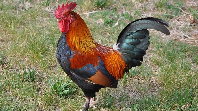 Ilustrasi ayam. Foto: Žiga via Wikimedia Commons