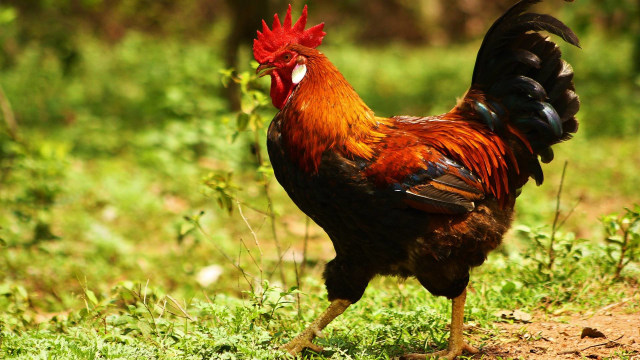Ilustrasi ayam. Foto: ksrp11/Pixabay