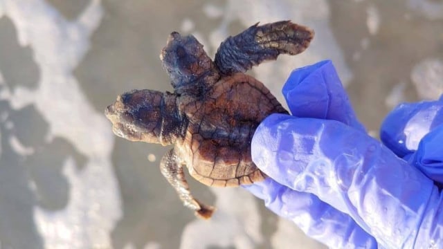 Penampakan penyu berkepala dua di Amerika Serikat. Foto: Sea Turtle Patrol via Facebook.