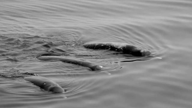 Paus berparuh baird’s hitam terlihat di Selat Nemuro. Foto: Hal Sato/Nature