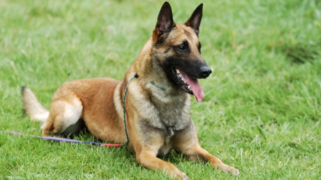 Ilustrasi Anjing Belgian Malinois. Foto: Getty Images